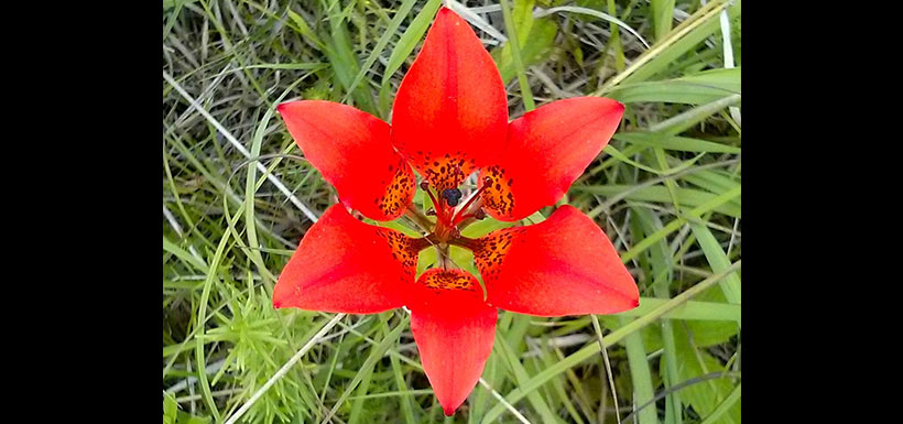 The prairie lily with striking orange and red flowers. (Photo by Monica Reed)