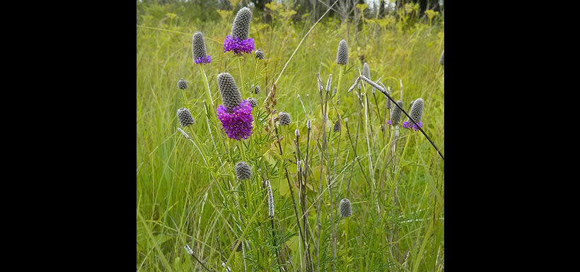 Purple prairie clover, an indicator of a healthy prairie. (Photo by Monica Reed)
