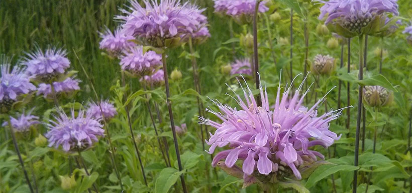 Wild bergamot, or bee balm can be brewed into a delicious tea. (Photo by Monica Reed)
