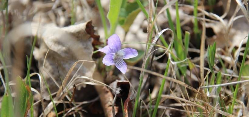 Early violet. (Photo by NCC)