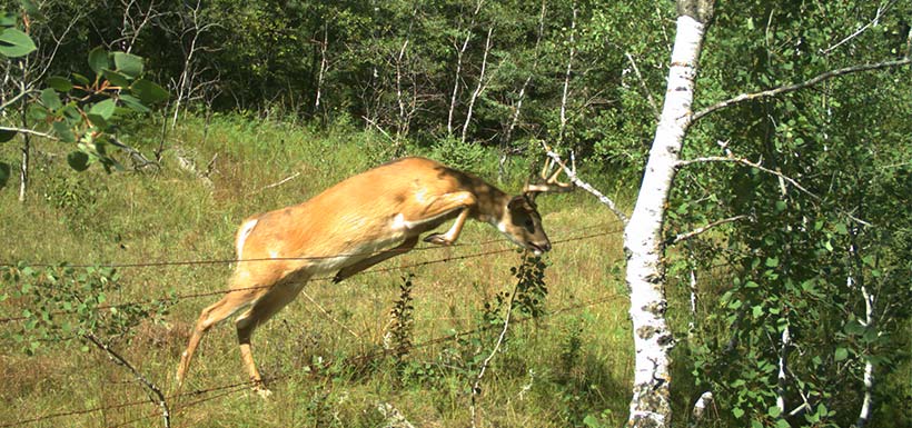 Deer jumping wildlife-friendly fencing. Photo by NCC.