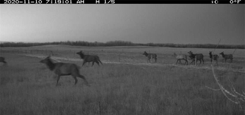 Elk crossing a fenceline. Photo by NCC.