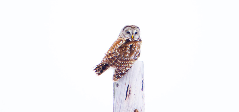 Barred owl near Lindsay, ON (Photo by Tianna Burke)
