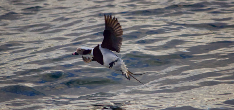 Long-tailed duck coming in for a landing at Burlington Harbour (Photo by Tianna Burke)