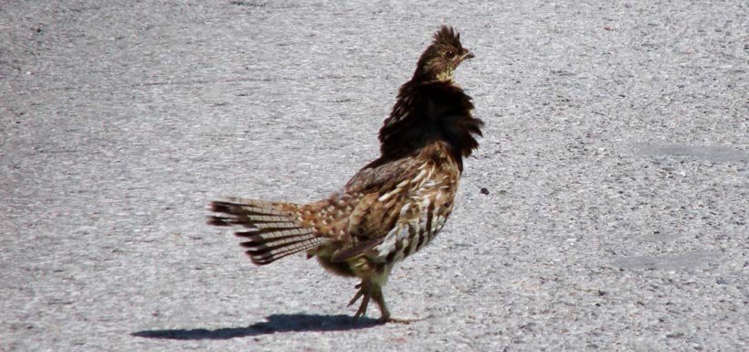 Ruffed grouse crossing the road and strutting its stuff! (Photo by Tianna Burke)