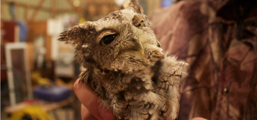 Is that a screech owl, or the latest Muppet? (Photo by Tianna Burke)