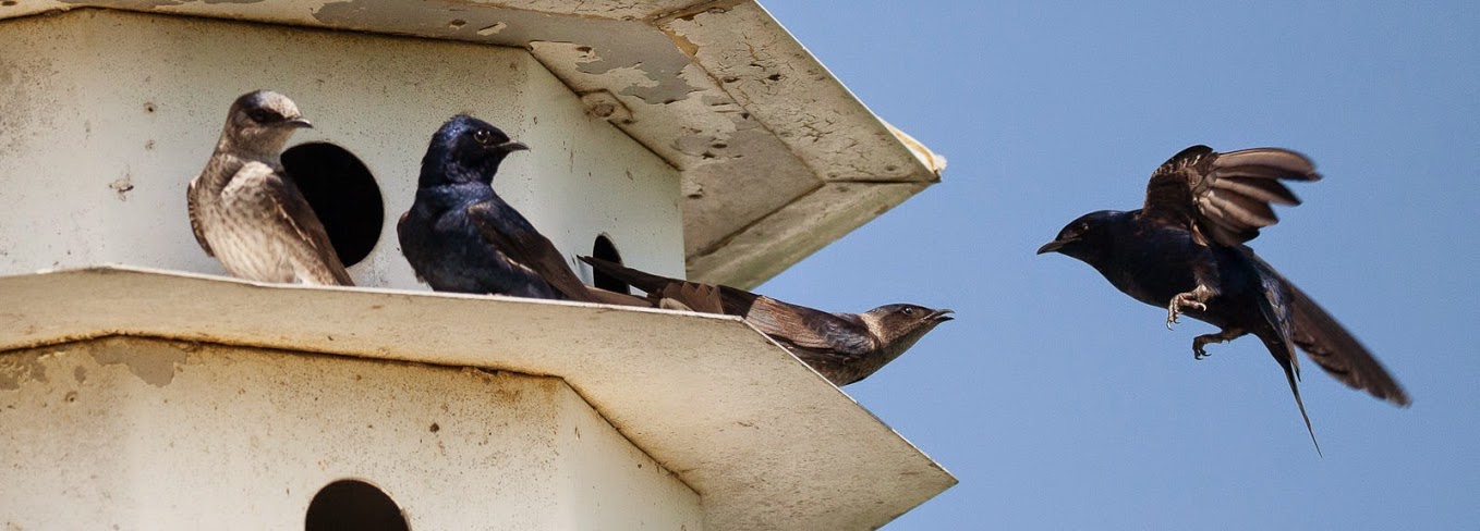 These swallow houses were all over Pelee Island (Photo by Jack Pang)