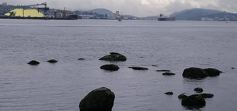 A harbour seal basking on a rock at Stanley Park (Photo by Adam Hunter/NCC staff)