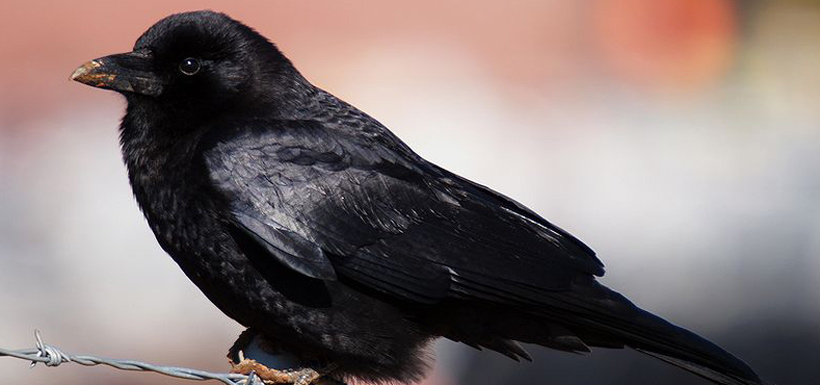 Crow (Photo by Ken Thomas)