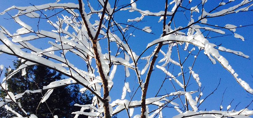 Snow tree (Photo by Allison Lewis/NCC staff)