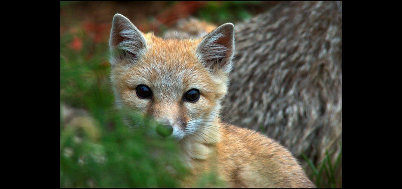 Baby fox (Photo by Robert Berdan Cochrane Ecological Institute)