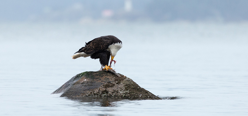 A bald eagle ripping apart the flesh of a bird carcass using its beak, while holding the carcass in place with its feet. (Photo by Nila Sivatheesan/NCC staff)