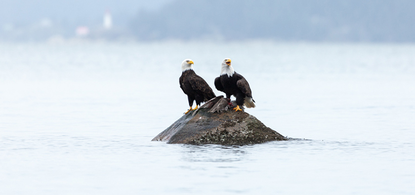 Two bald eagles on a rock with a bird carcass. (Photo by Nila Sivatheesan/NCC staff)