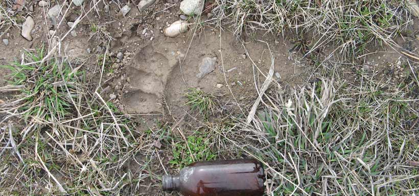 More bear tracks (Photo by Peter Shaughnessy)