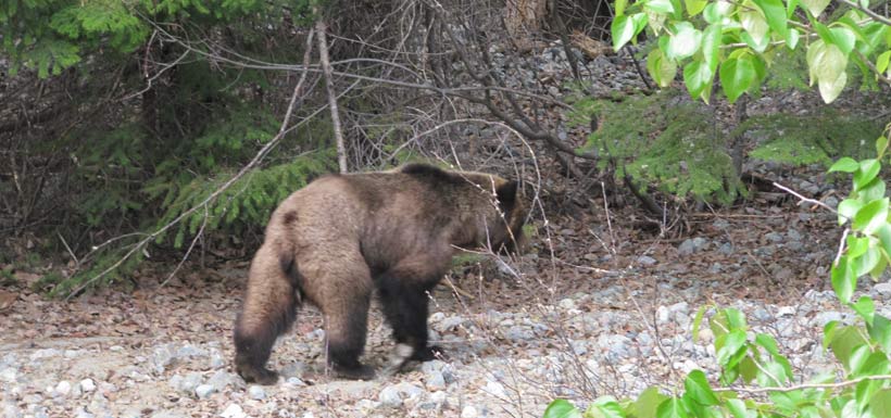 Beautifully coloured grizzly bear makes a calm stately retreat (Photo by Peter Shaughnessy)