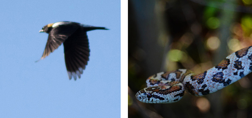 Two species at risk that were recorded at the Humber 2014 Ontario BioBlitz: the bobolink and milksnake. (Photos by Bronwyn Salmon and Justine DiCesare)