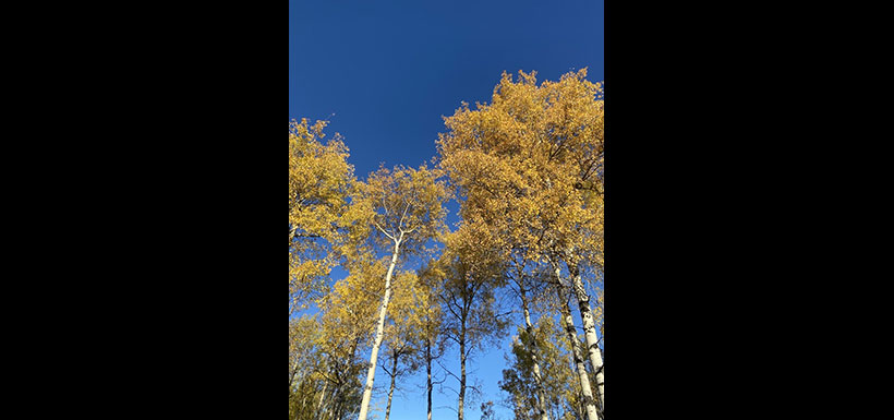 The birch and poplar on the Boreal Wildlands turn an incredible deep gold in autumn. (Photo by NCC)