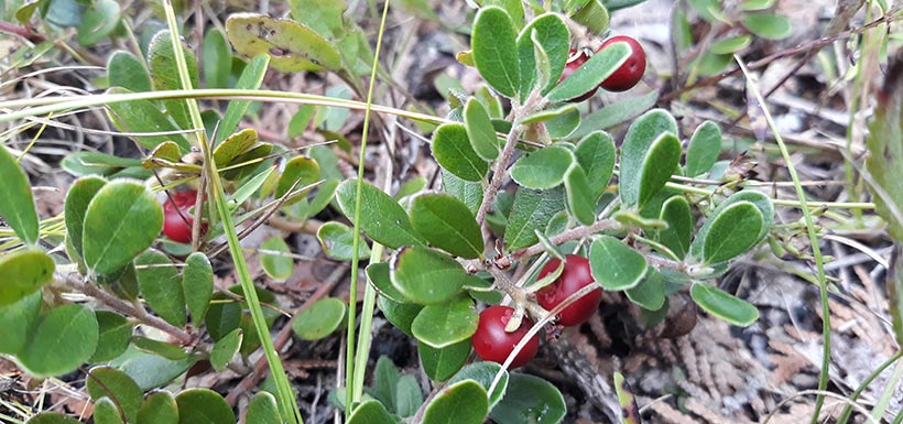 Bearberry (Photo by Kate Cranney)
