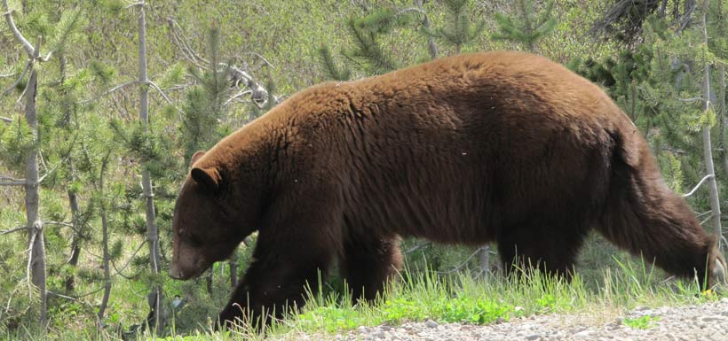 NCC: My (Grizzly) Neighbours