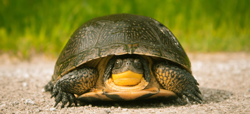 Blanding's turtle (Photo by Cameron Curran)