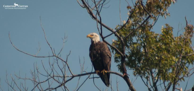 My first-ever bald eagle sighting in the Township of Carden (Photo by Cameron Curran)
