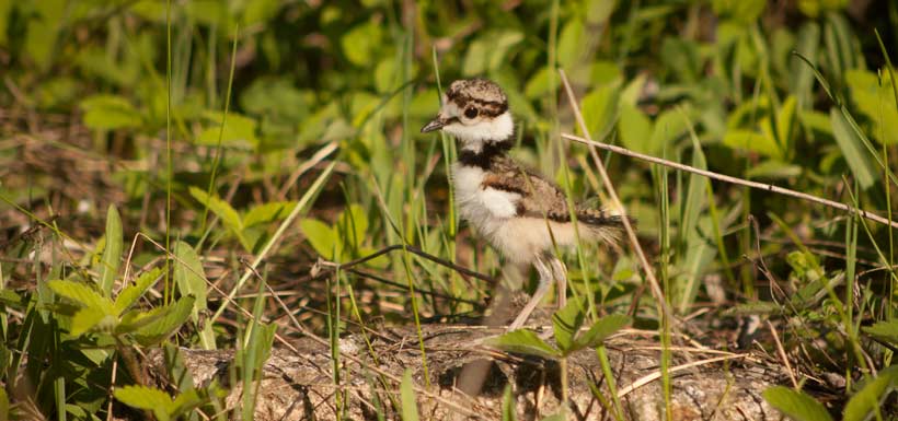 Noisy killdeer chick (Photo by Cameron Curran)