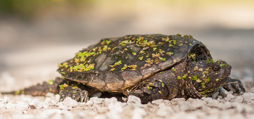 Snapping turtle (Photo by Cameron Curran)