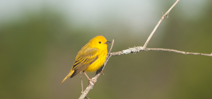 Yellow warbler (Photo by Cameron Curran)