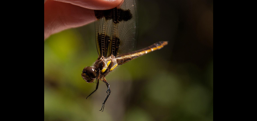Learning the proper way to hold and handle dragonflies becomes one of the first lessons of the day (Photo by Leanne Guthier-Helmer)