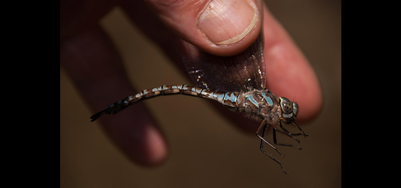 Enjoying the beauty of a Canada darner (Photo by Leanne Guthier-Helmer)