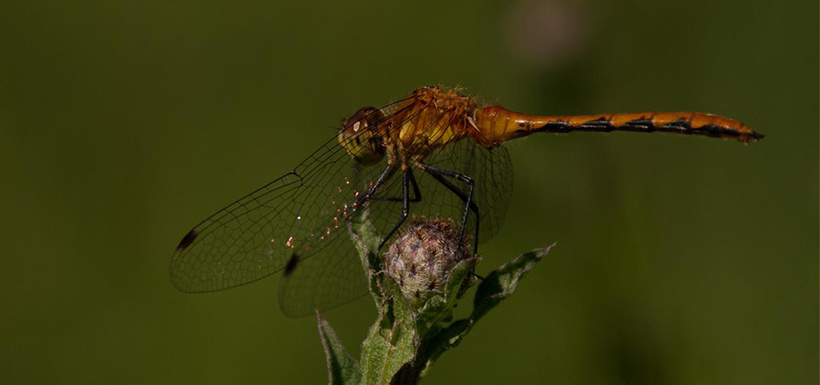 Wetlands are a prime habitat when looking for both dragonflies and damselflies, like this female meadowhawk sp. (Photo by Leanne Gauthier-Helmer)