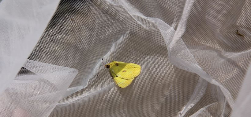 Clouded sulphur, Carden Alvar butterfly count, ON (Photo by NCC)