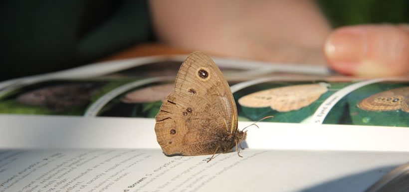 Two-eyed brown, Carden Alvar butterfly count, ON (Photo by NCC)