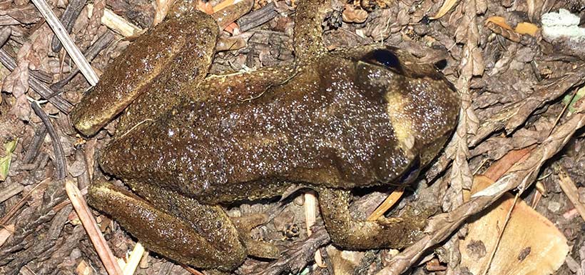 Rocky Mountain tailed frog (Photo by neilpaprocki/iNaturalist CC BY-NC)