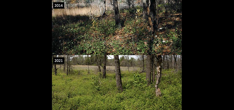 Barr property in Ontario, a 2014-2021 comparison. Thinning procedures have allowed more sunlight to reach the ground and New Jersey tea is now thriving on the property.