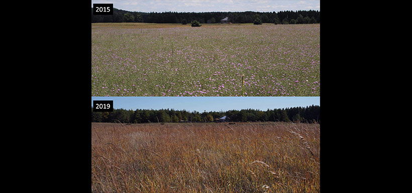 Hazel Bird Nature Reserve after intensive restoration at a field of invasive knapweed (Photo by NCC)