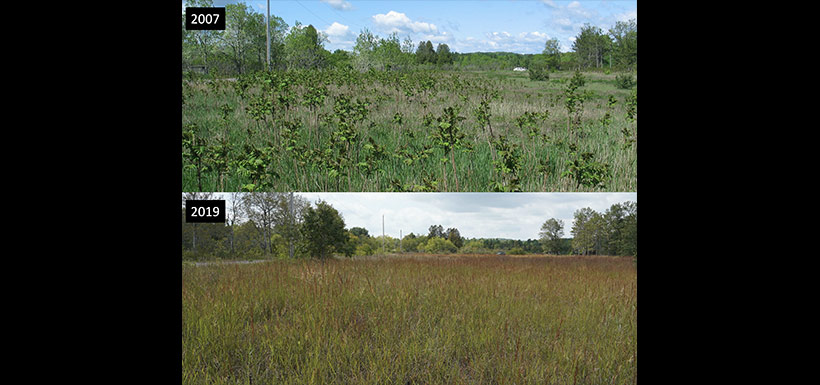 Van Hove property, ON. A meadow has been restored to tall grass prairie habitat. (Photo by NCC)