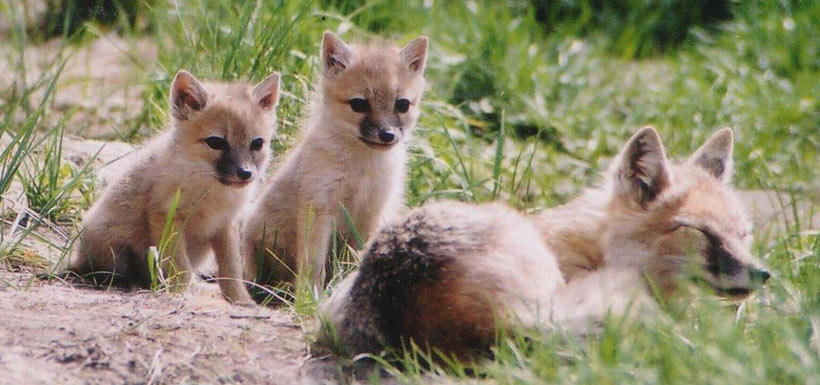 Each fox that is born here, as well as getting sampled for DNA, and tattooed (very fashionable nowadays), also get a name. The letter the name begins with, as in E for Epiphany, is the same for every cub born that year. Cubs arriving in the the year following  get an F as in Frazier, Fiddledede, Francis, etc. (Photo by Catriona Matheson, Cochrane Ecological Institute)