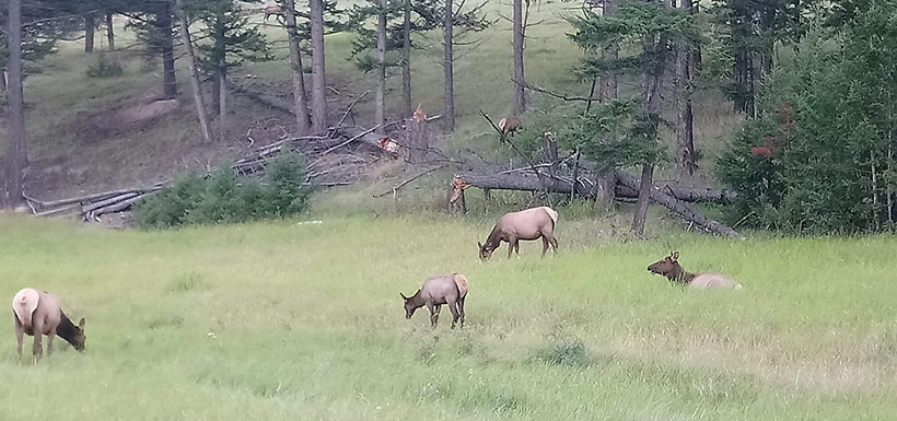 Elk herd in Jasper National Park (Photo by Adam Hunter/NCC staff)