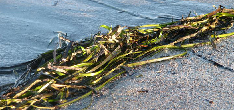 Eel grass, Port Joli, NS (Photo by NCC)