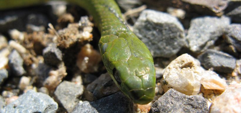 Smooth greensnake (Photo by NCC)