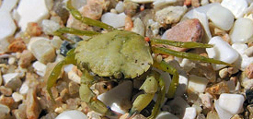 Juvenile European green crab (Photo by Luis Miguel Bugallo Sanchez)