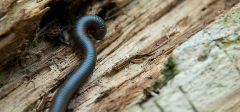A millipede resting on a damp log, Happy Valley Forest (Photo by NCC)
