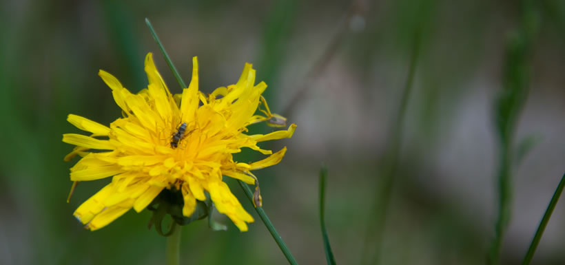 An insect inspecting a dandelion flower, Happy Valley Forest (Photo by NCC)