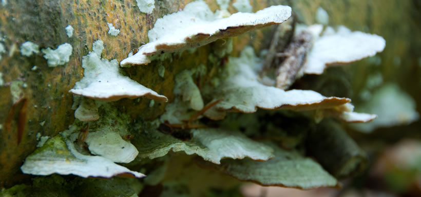 Fungus on a tree, Happy Valley Forest (Photo by NCC)