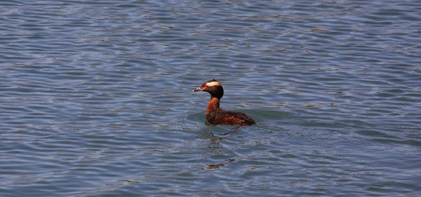 Horned grebe (Photo by Wendy Ho)