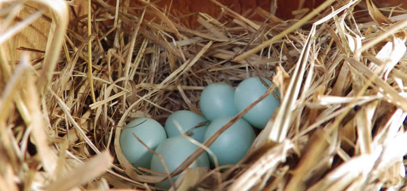 Nestbox of bluebird eggs, Cowichan Garry Oak Preserve (Photo by GOERT)