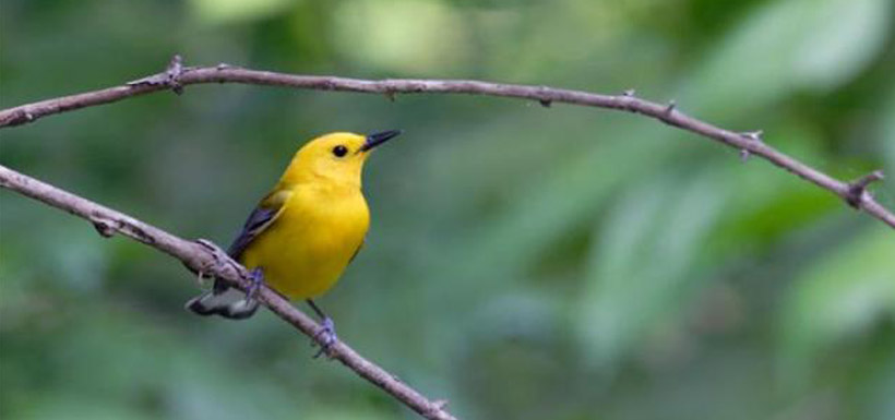 Prothonotary warbler, ON (Photo by Bill Hubick)