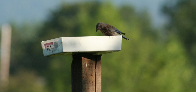 A juvenile western bluebird enjoys a snack of mealworms (Photo by Julia Daly)