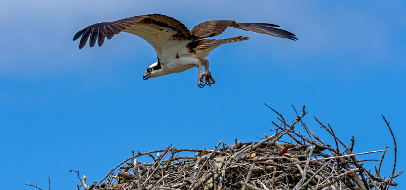 Photo five: male temporarly leaves the nest (Photo by Lorne)